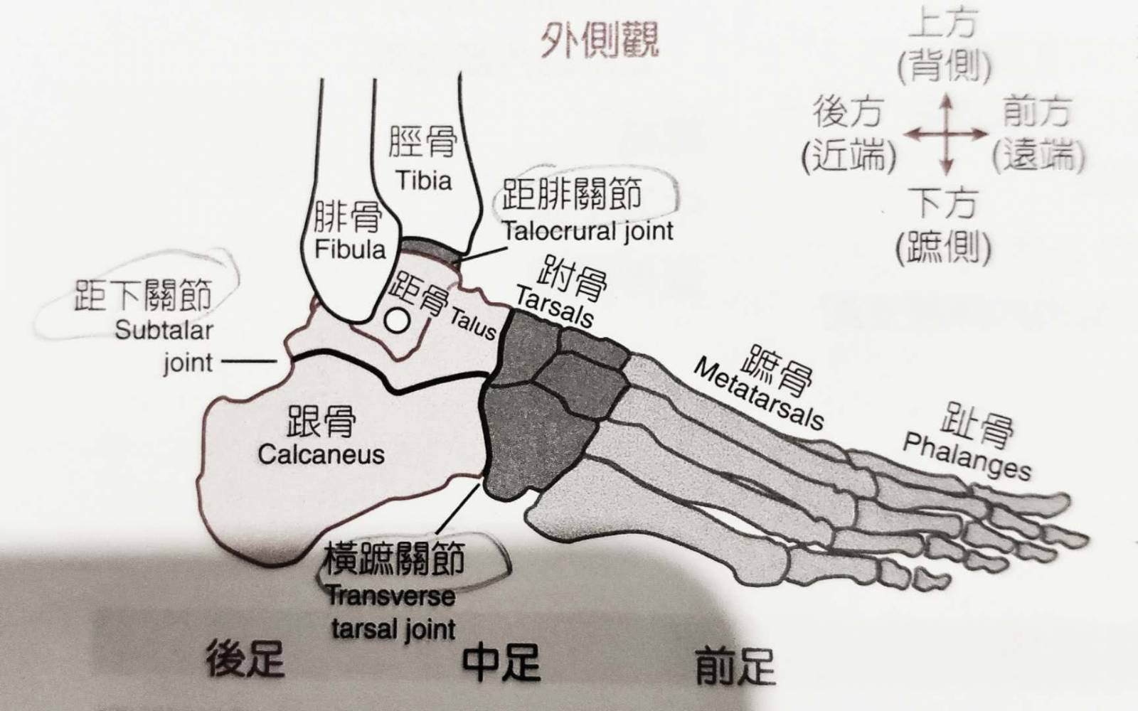 崴脚内部结构图图片