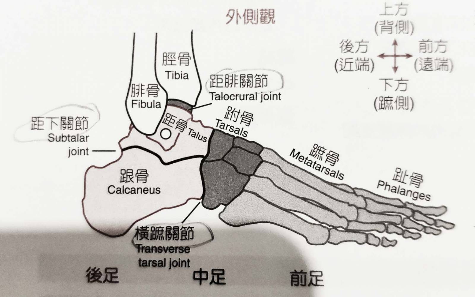 脚腕骨头图解图片