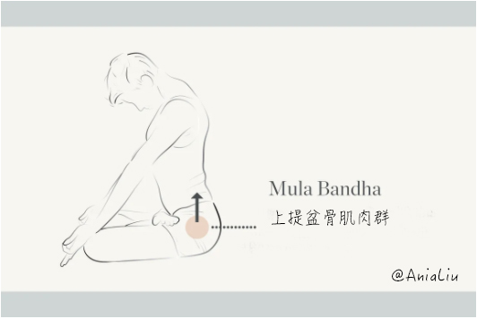 阿斯汤伽瑜伽mula_Bandha